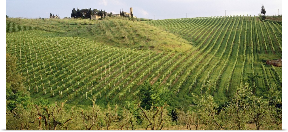 This panoramic photograph is taken of a large vineyard in Italy with the rows of vines going up a large hill.