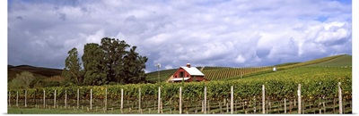 Vineyard, Wine Country, Napa Valley, California