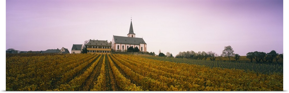 Vineyard with a church in the background, Hochheim, Rheingau, Germany