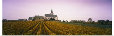 Vineyard with a church in the background, Hochheim, Rheingau, Germany