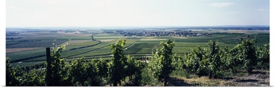 Vineyard with a village in the background, Bereich Steigerwald, Franconia, Germany