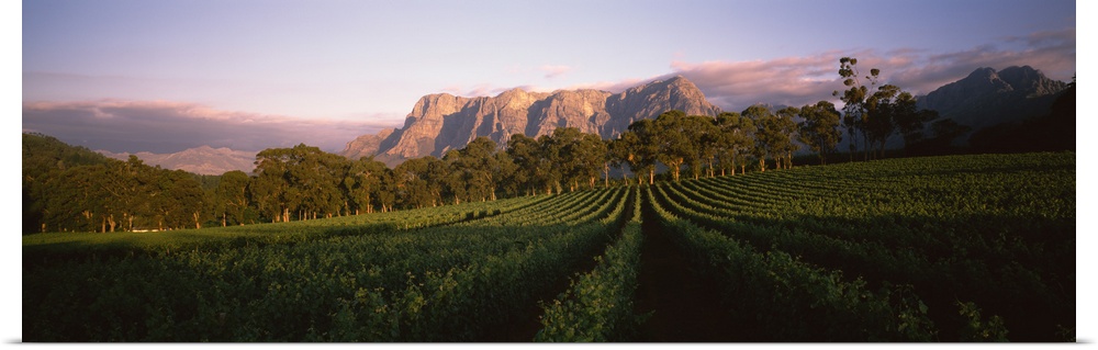 Vineyard with Groot Drakenstein mountains in the background, Cape Winelands, Western Cape Province, South Africa