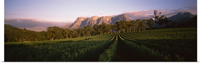 Vineyard with Groot Drakenstein mountains in the background, Cape Winelands, Western Cape Province, South Africa