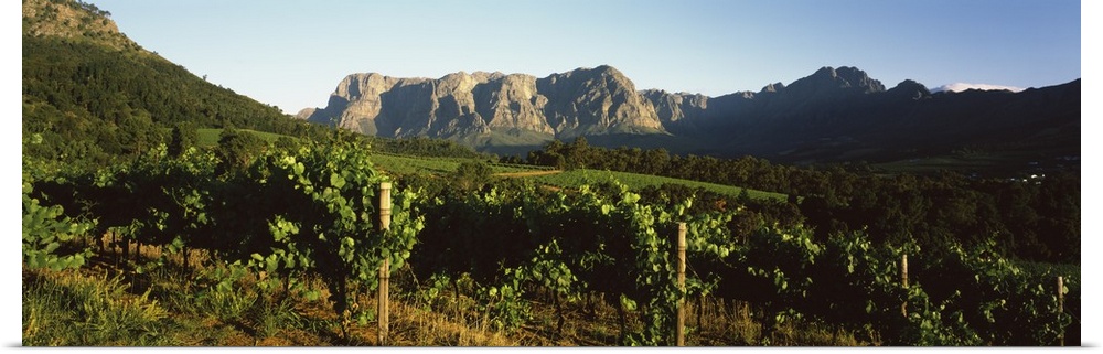 Vineyard with Groot Drakenstein mountains in the background, Stellenbosch, Cape Winelands, Western Cape Province, South Af...