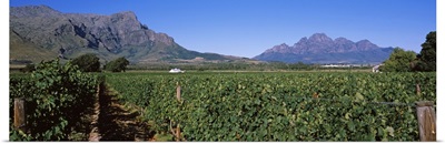 Vineyard with mountain range in the background, Franschhoek Valley, Franschhoek, Western Cape Province, South Africa