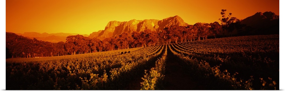 Vineyard with mountains in the background, Groot Drakenstein, Stellenbosch, Cape Winelands, Western Cape Province, South A...