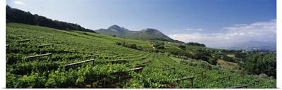 Vineyard with Paarl Mountain in the background, Simonsberg, Paarl, Cape Winelands, Western Cape Province, South Africa