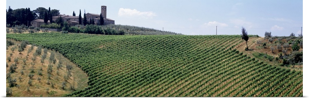 Panoramic image of rows of grape vines on a hill with the vineyard building sitting at the top.