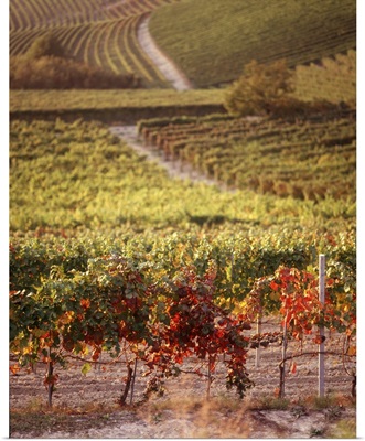 Vineyards, Barbaresco DOCG, Piedmont, Italy