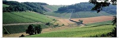Vineyards Chablis France