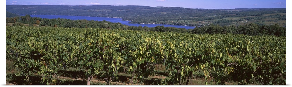 Vineyards Finger Lake Region NY