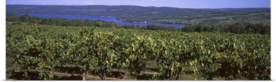 Vineyards Finger Lake Region NY