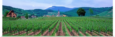 Vineyards in Alsace St. Hippolyte Alsace France