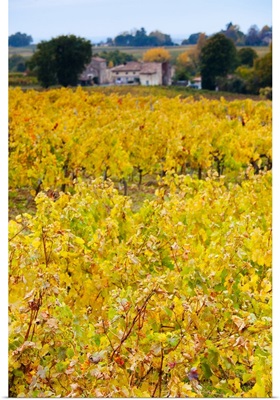 Vineyards in autumn, Montagne, Gironde, France