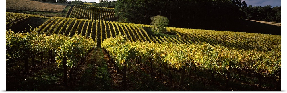 Vineyards in autumn, Piccadilly Valley, Adelaide Hills, South Australia, Australia