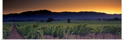 Vineyards on a landscape, Napa Valley, California