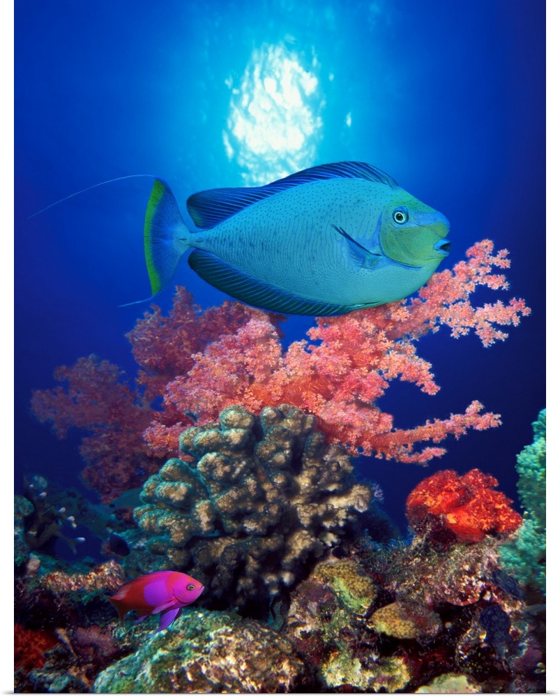 Tall photo on canvas of tropical fish swimming in front of colored coral.