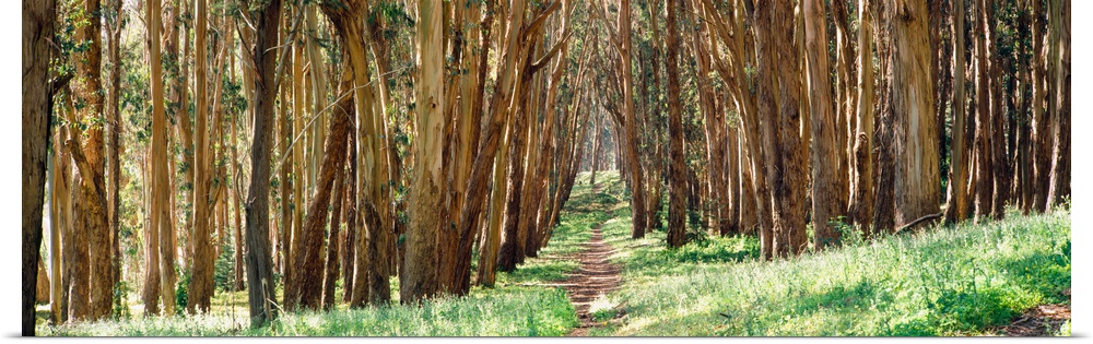 Walkway passing through a forest, The Presidio, San Francisco, California