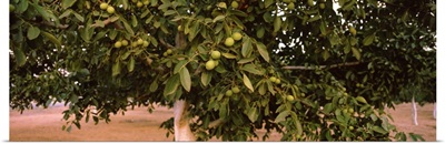 Walnuts growing on a tree, California