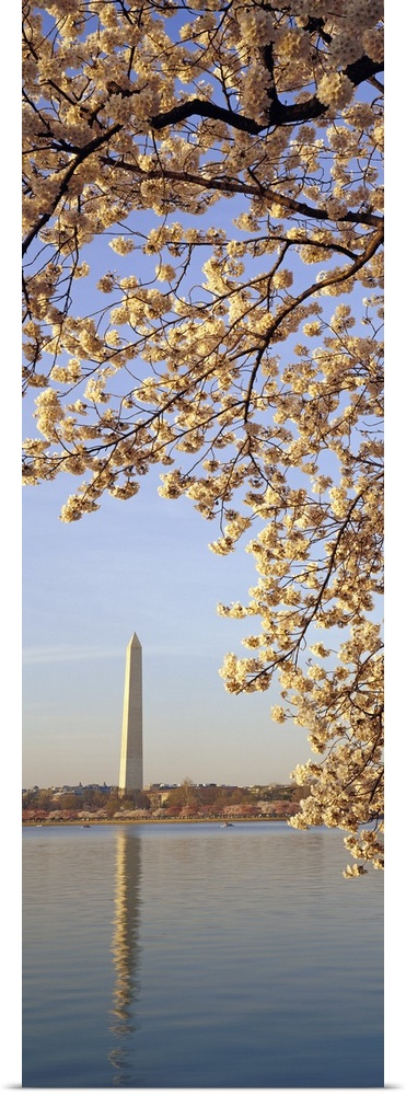 Vertical, oversized photograph of  the branches of a cherry blossom tree in bloom, hanging over the water and the Washingt...