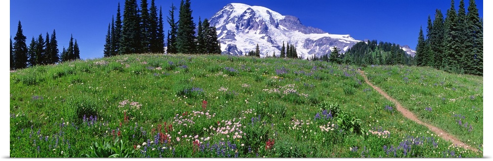 Washington, Mount Rainier, meadow