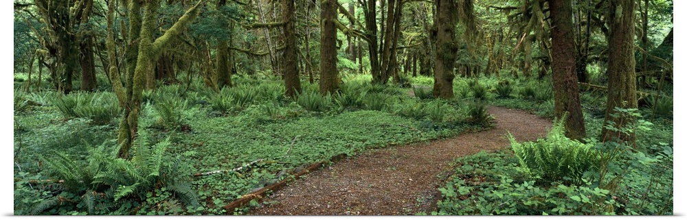 Washington, Olympic National Park, Empty path in the rainforest