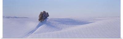 Washington, Tree in a winter landscape