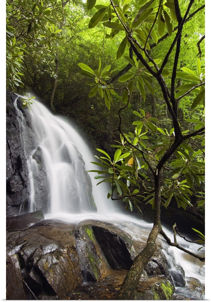 Vertical photograph on a big canvas of Laurel Creek Falls spilling over large rocks, surrounded by dense, green foliage, i...