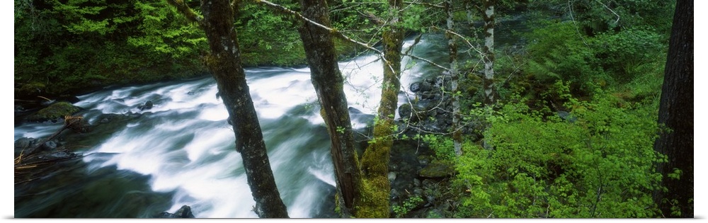 Water cascading through forest in Solduc River Valley, Washington State