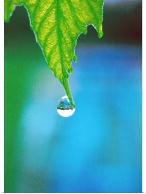 Water drop falling from leaf