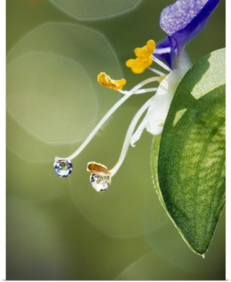 Water drops on Spiderwort flowers