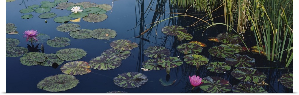 This panoramic piece is a photograph of lily pads and lotus flowers floating on the surface of water.