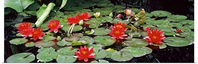 Water lilies in a pond, Sunken Garden, Olbrich Botanical Gardens, Madison, Wisconsin,
