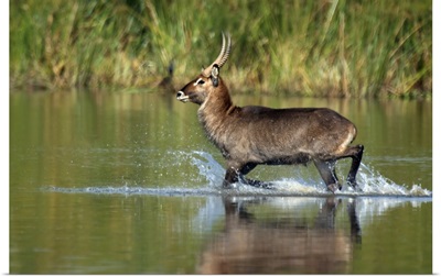 Waterbuck running in water