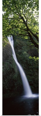 Waterfall in a forest, Horsetail falls, Larch Mountain, Hood River, Columbia River Gorge, Oregon,
