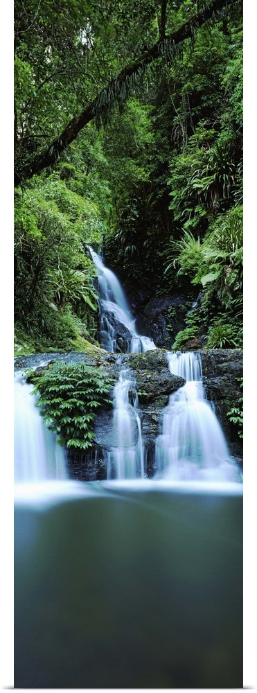 Waterfall in a forest, Lamington National Park, Queensland, Australia