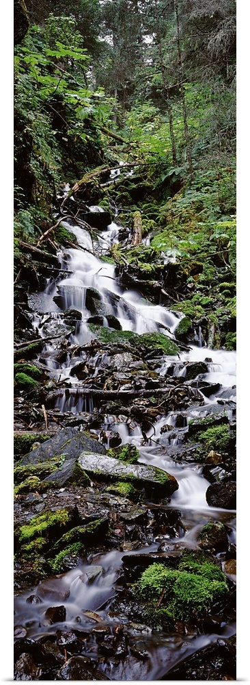 Waterfall in a forest, Seward, Kenai Peninsula Borough, Alaska, USA