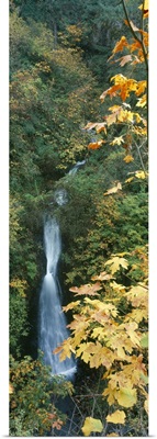 Waterfall in a forest Shepperds Dell falls Columbia River Gorge Multnomah County Oregon