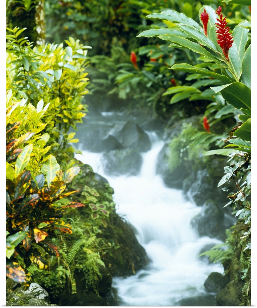 Photograph of water flowing over large rocks lined with lush tropical plant life.