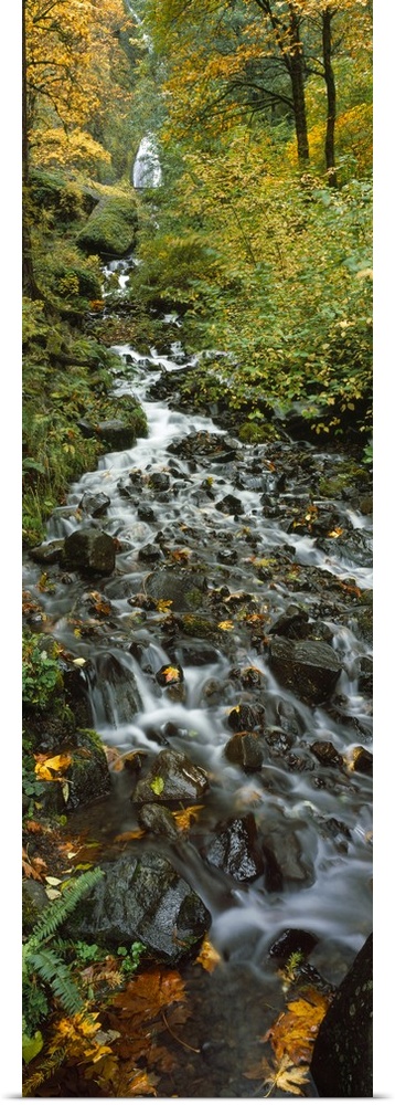 Portrait photograph on a large canvas of Wahkeena Falls, hidden behind trees in a forest, while the water rushes down a ro...