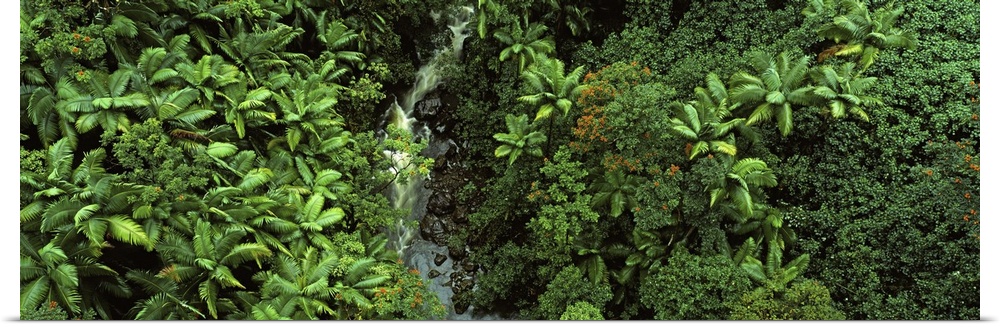 Waterfall in a rainforest, Hamakua Coast, Big Island, Hawaii