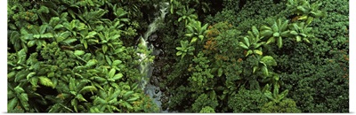 Waterfall in a rainforest, Hamakua Coast, Big Island, Hawaii