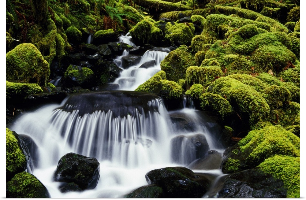 A waterfall dumps clean water over mossy rocks in Olympic National Park in Washington state (WA). Lush growth surrounds th...