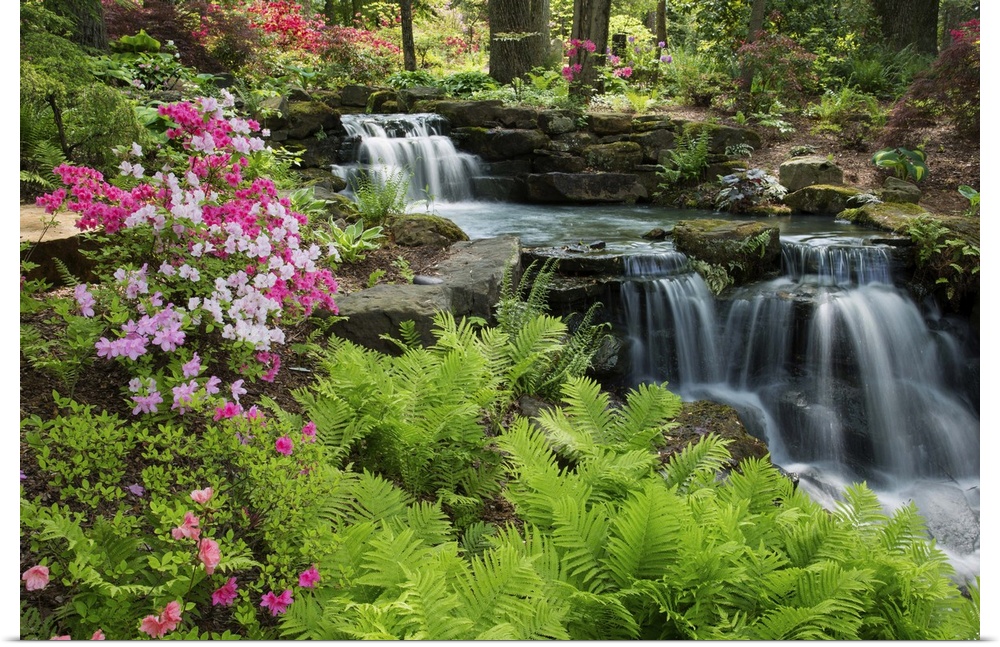 Waterfall with ferns and azaleas at Azalea Path Arboretum And Botanical Gardens, Hazleton, Gibson County, Indiana, USA.