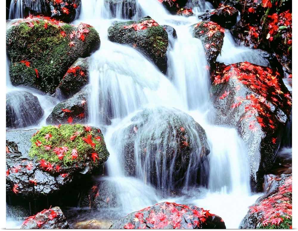 Large photograph includes water cascading furiously over moss and leaf-covered rocks.