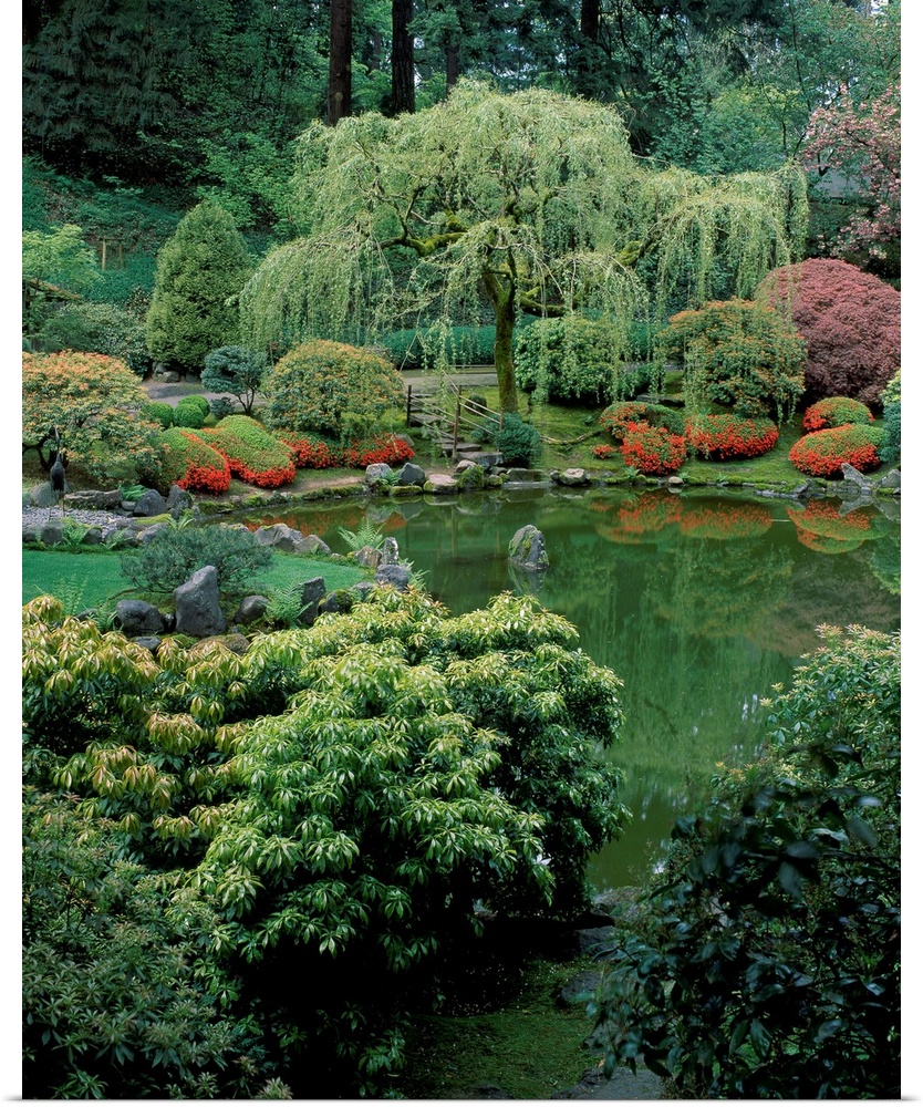 Weeping WIllow and pond, Japanese Garden, Washington Park, Portland, Oregon