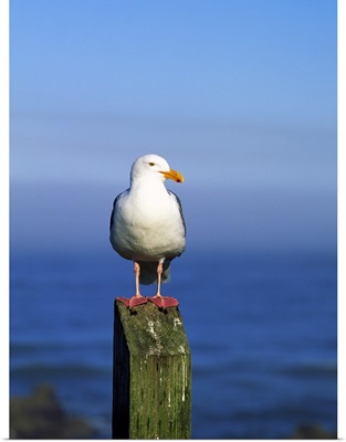 Western Gull Seabird On Post