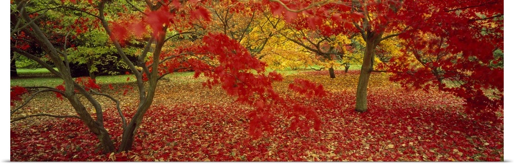 Panoramic, large photograph of trees in Westonburt shedding brightly colored autumn leaves, in Gloucestershire, England.