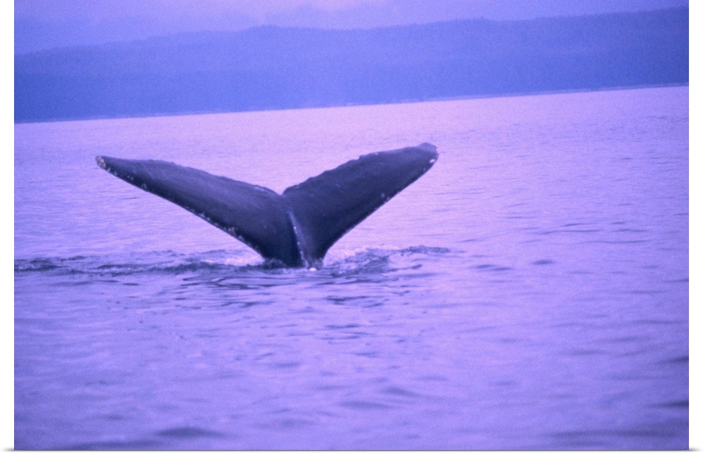 Whale's tail submerging back into the water, Alaska