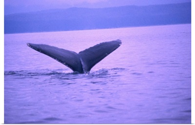 Whale's tail submerging back into the water, Alaska